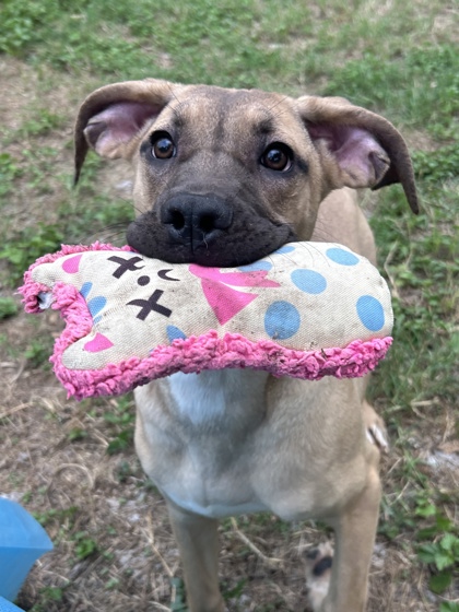 Pet Photo