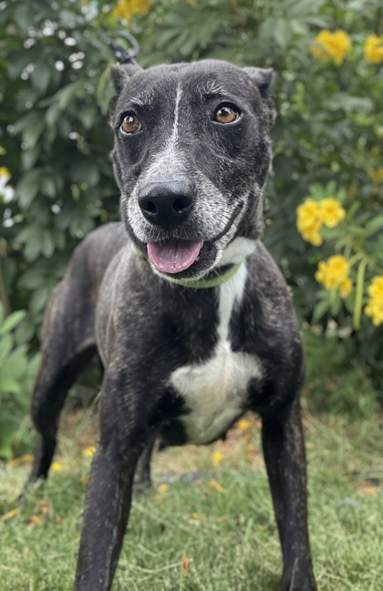 Pet Photo