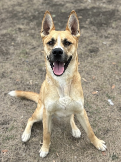Pet Photo