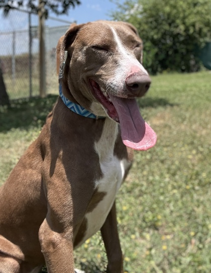 Pet Photo