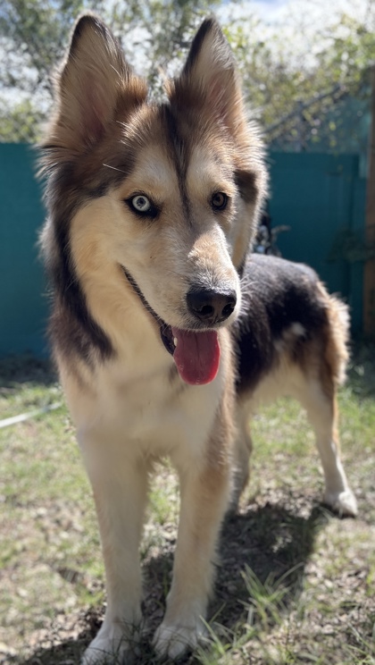 Pet Photo