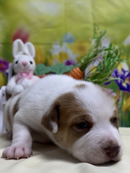 Pet Photo