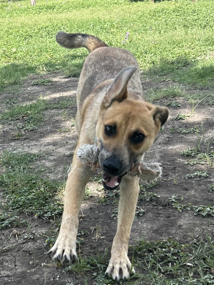 Foto de mascota