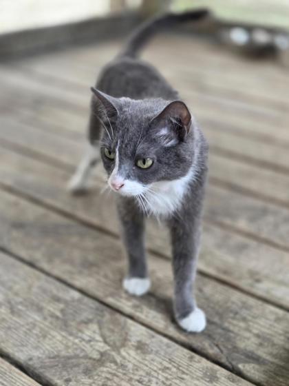 Pet Photo