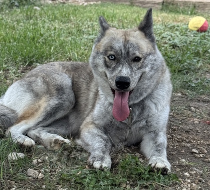 Pet Photo