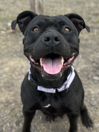 Pet Photo