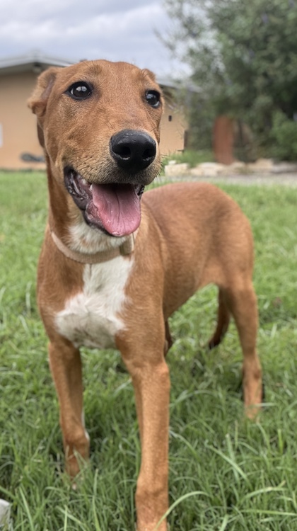 Pet Photo