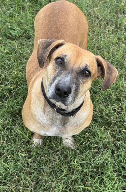 Pet Photo