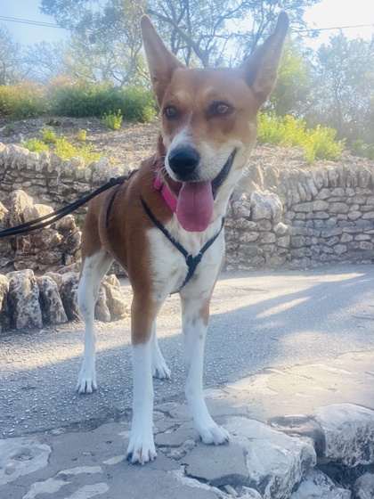 Pet Photo