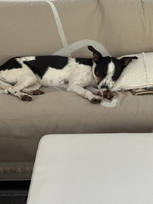 Pet Photo