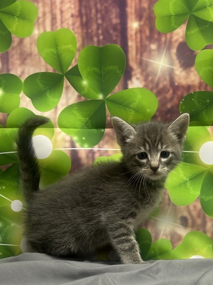 Pet Photo