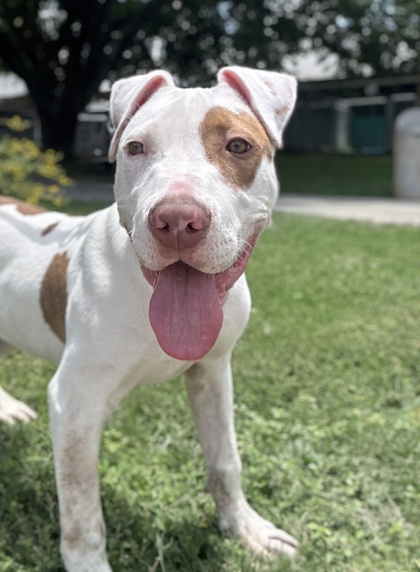 Pet Photo