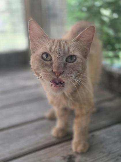 Foto de mascota