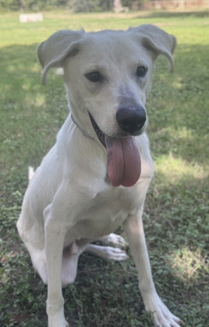Pet Photo