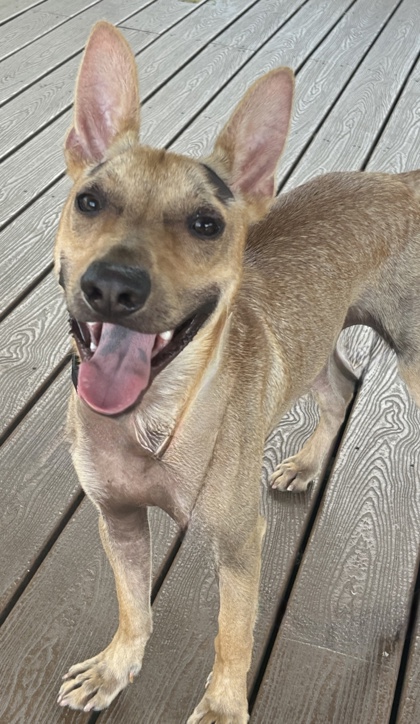 Pet Photo