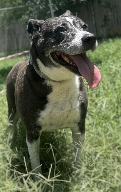 Pet Photo