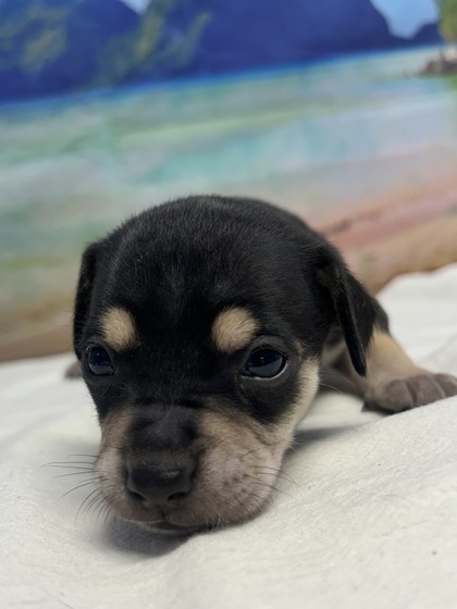 Pet Photo