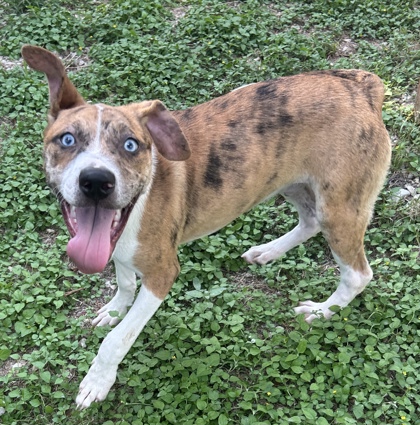 Pet Photo