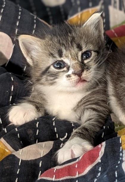 Pet Photo