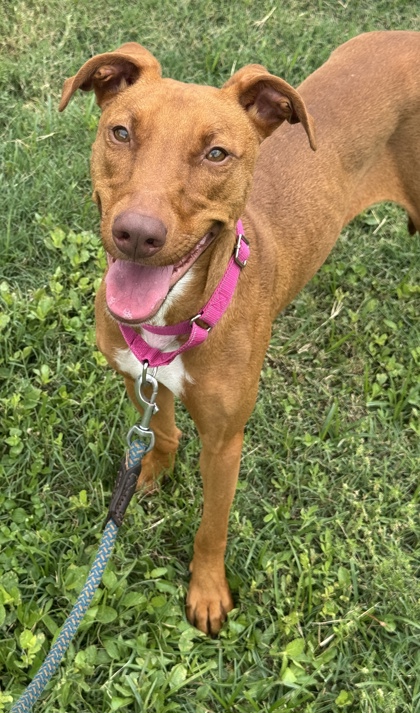 Pet Photo