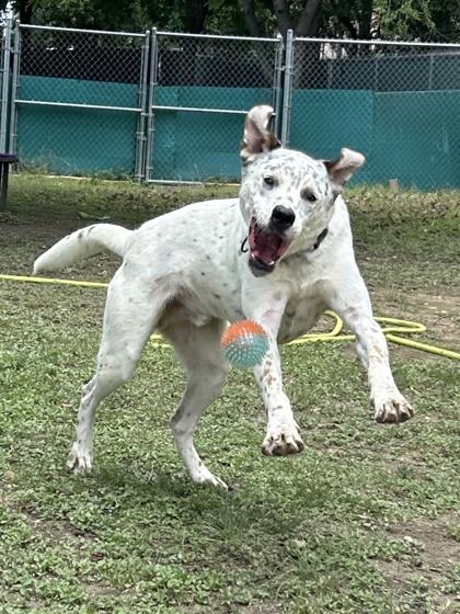 Pet Photo