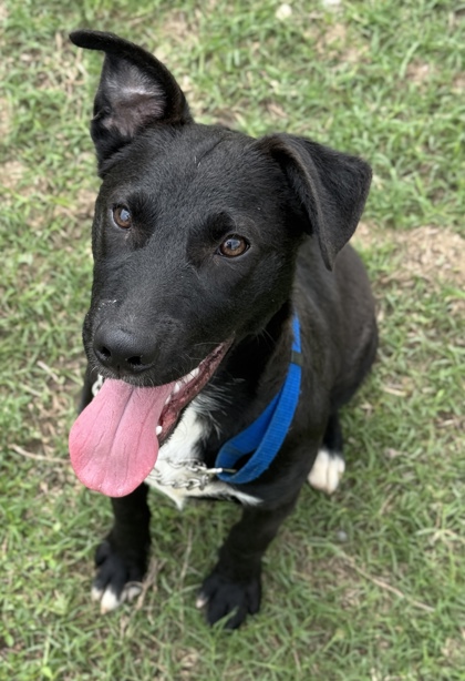 Pet Photo