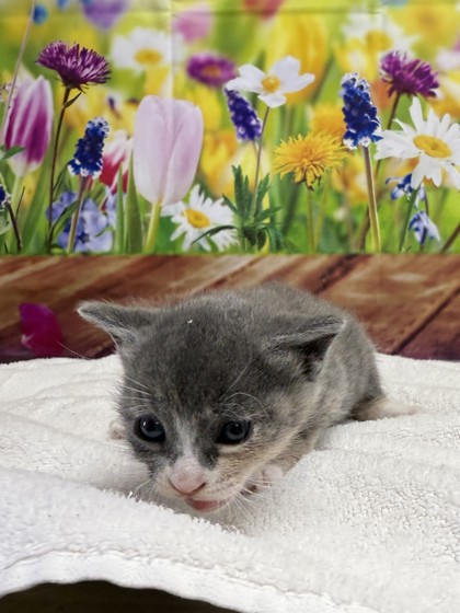 Pet Photo