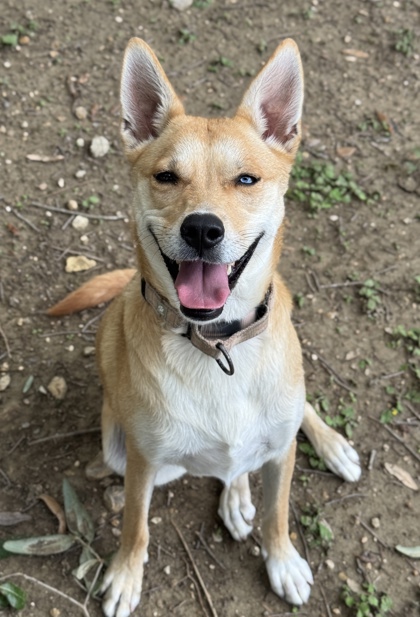 Pet Photo