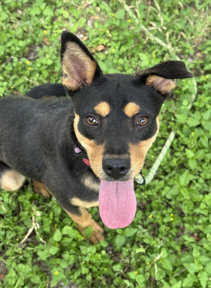 Pet Photo