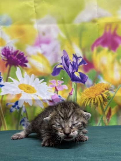 Pet Photo