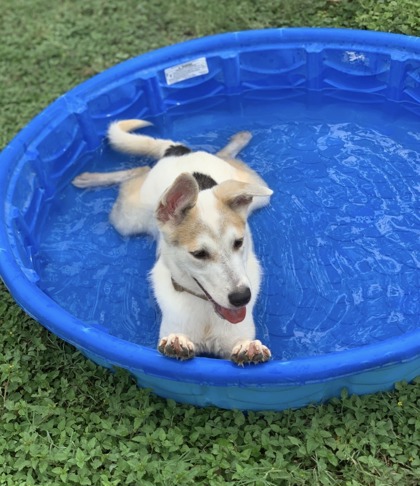 Pet Photo