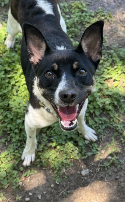 Foto de mascota