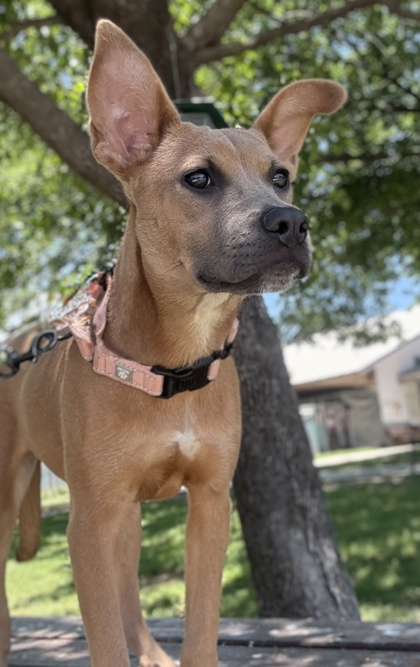 Pet Photo