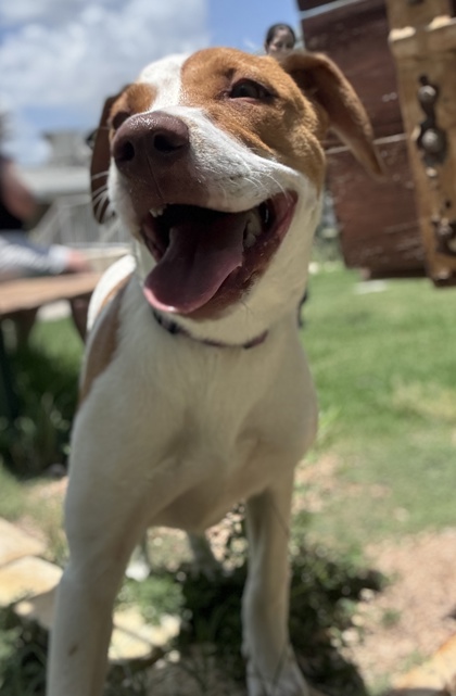 Pet Photo