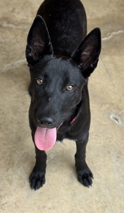 Pet Photo