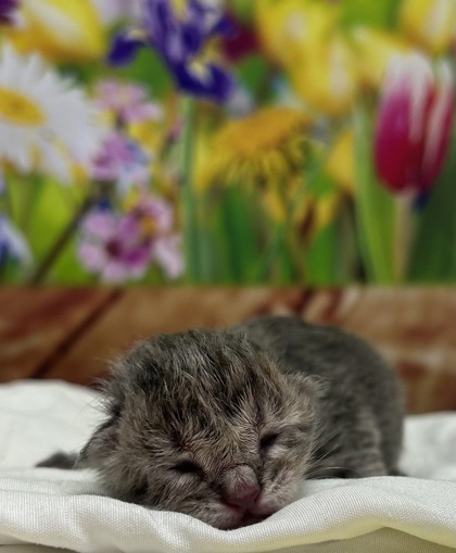 Pet Photo
