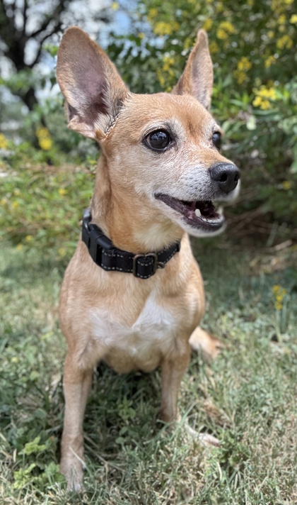 Pet Photo