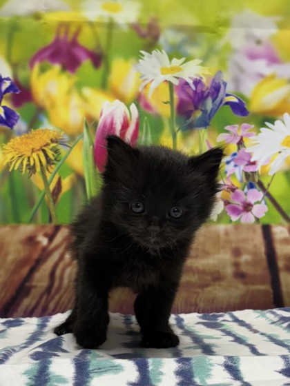 Pet Photo