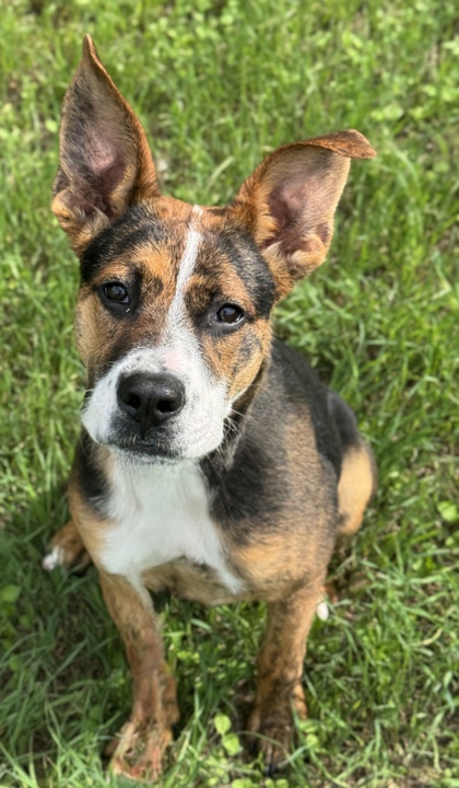Pet Photo