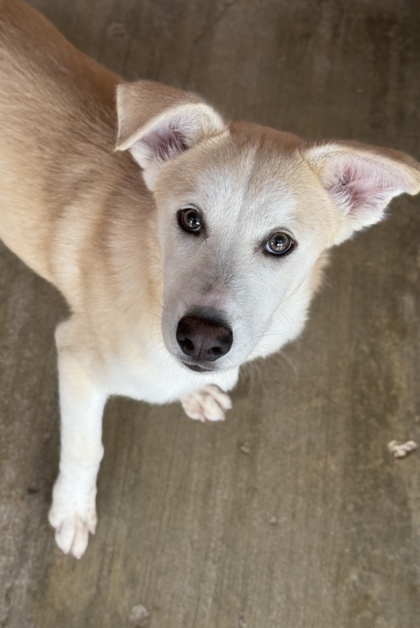 Pet Photo