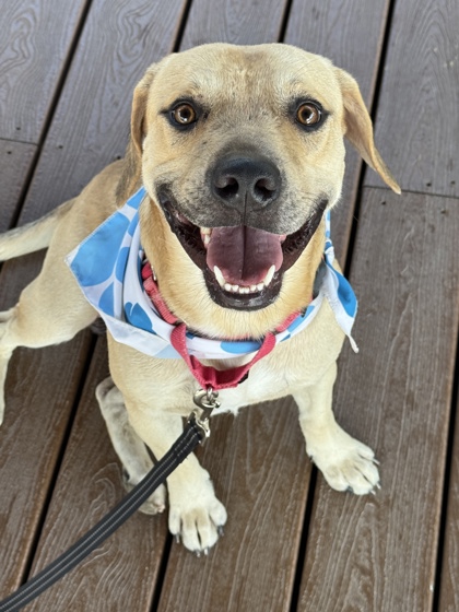 Pet Photo