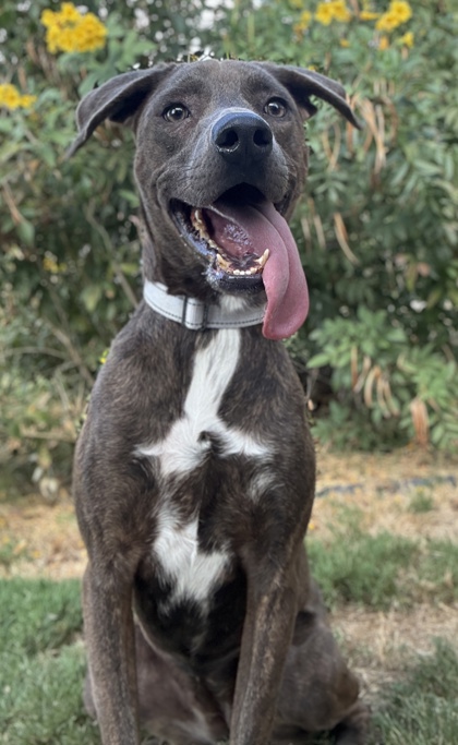 Pet Photo