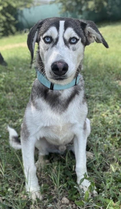 Pet Photo