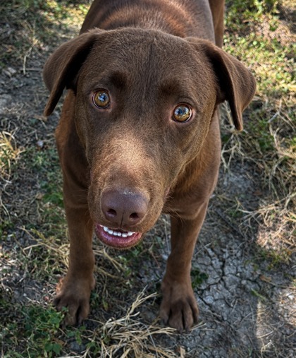 Pet Photo
