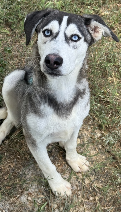 Pet Photo