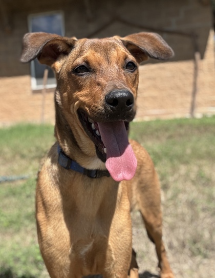 Pet Photo