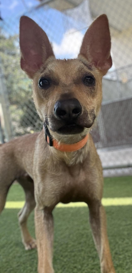 Pet Photo