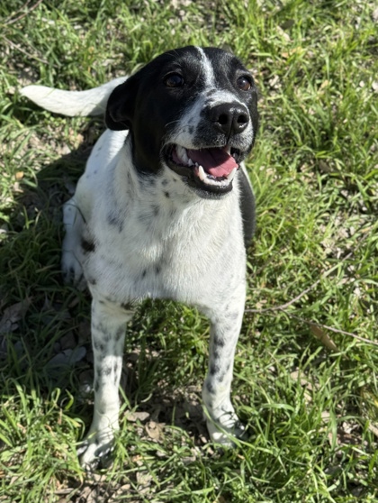 Pet Photo