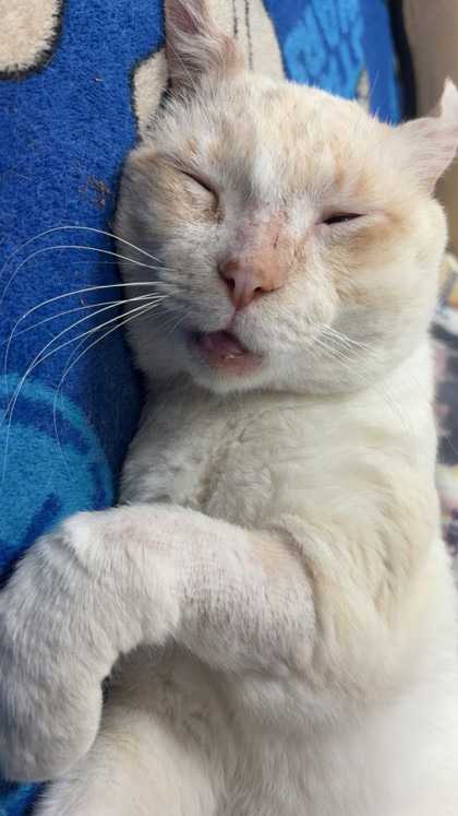 Pet Photo