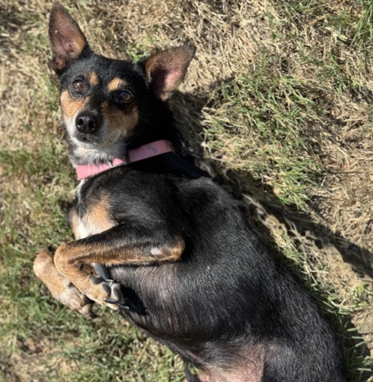 Pet Photo